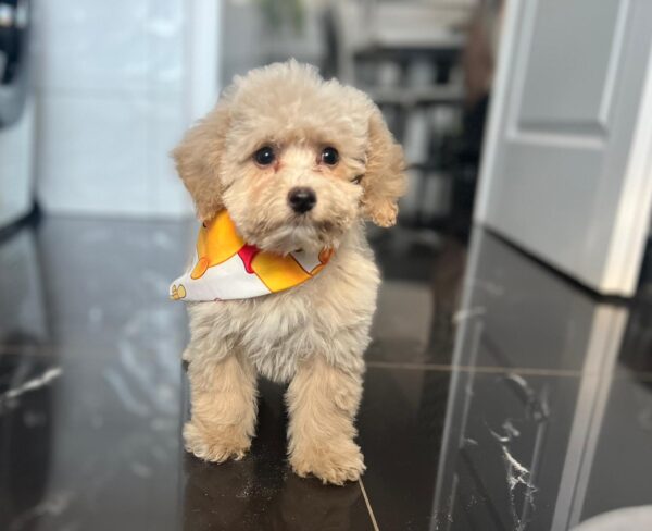 Babsi Maltipoo Babsi Maltipoo