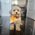 Babsi-female-maltipoo-puppy-for-sale- (2)
