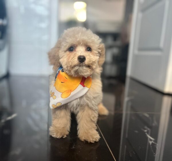 Babsi Maltipoo Babsi Maltipoo