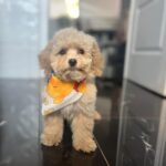 Babsi-female-maltipoo-puppy-for-sale- (3)