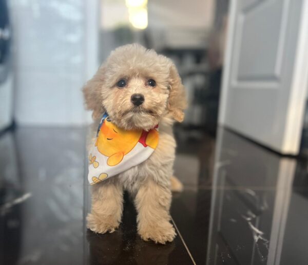 Babsi Maltipoo Babsi Maltipoo