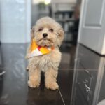 Babsi-female-maltipoo-puppy-for-sale- (4)
