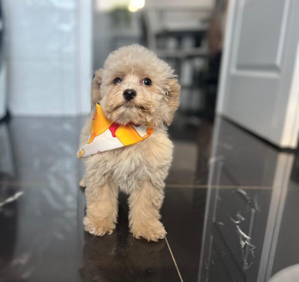 Babsi Maltipoo Babsi Maltipoo