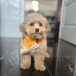 Babsi-female-maltipoo-puppy-for-sale- (5)