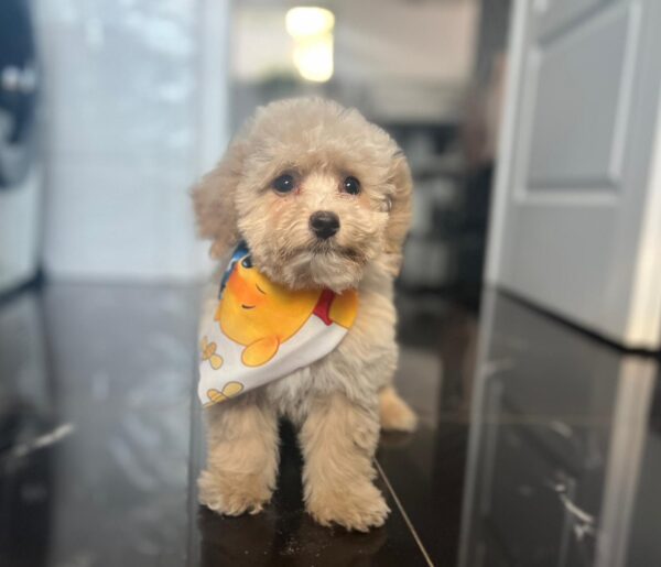 Babsi Maltipoo Babsi Maltipoo