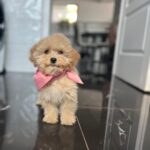 Baby-female-maltipoo-puppy-for-sale- (1)