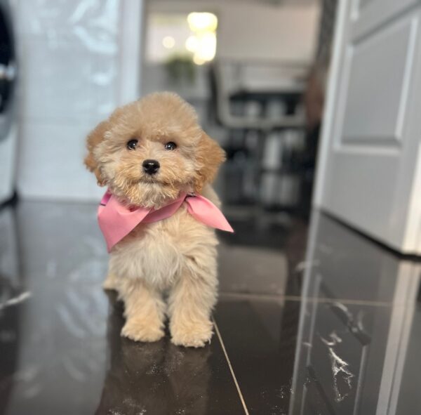 Baby Maltipoo Baby Maltipoo