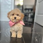 Baby-female-maltipoo-puppy-for-sale- (2)
