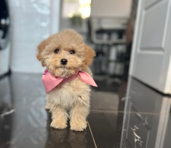Baby Maltipoo Baby Maltipoo