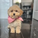 Baby-female-maltipoo-puppy-for-sale- (3)