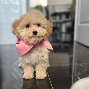 Baby Maltipoo Baby Maltipoo