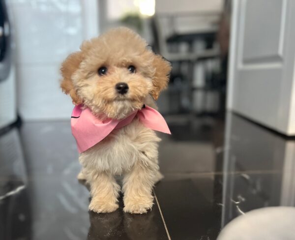 Baby Maltipoo Baby Maltipoo