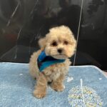 Baldo-male-maltipoo-puppy-for-sale- (1)