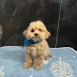 Baldo-male-maltipoo-puppy-for-sale- (2)