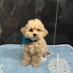 Baldo-male-maltipoo-puppy-for-sale- (3)