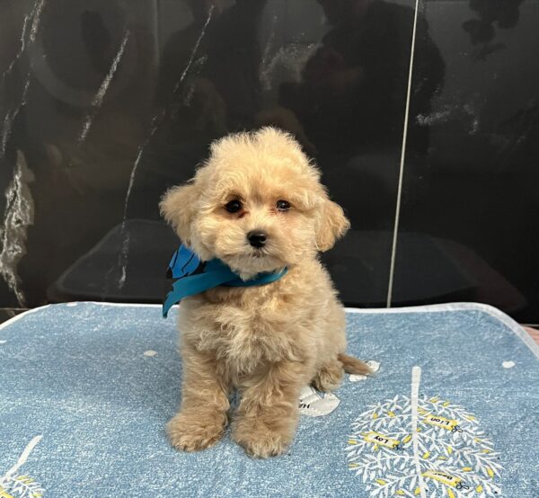 Baldo Maltipoo Baldo Maltipoo