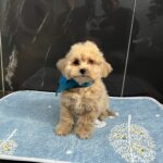 Baldo-male-maltipoo-puppy-for-sale- (4)