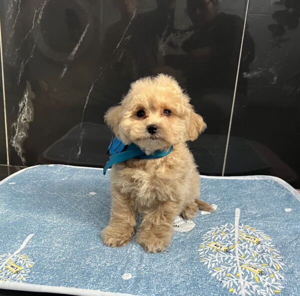 Baldo Maltipoo Baldo Maltipoo