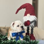 Bambino-male-english-bulldog-puppy-for-sale-1 (1)