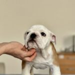 Bambino-male-english-bulldog-puppy-for-sale-1 (2)