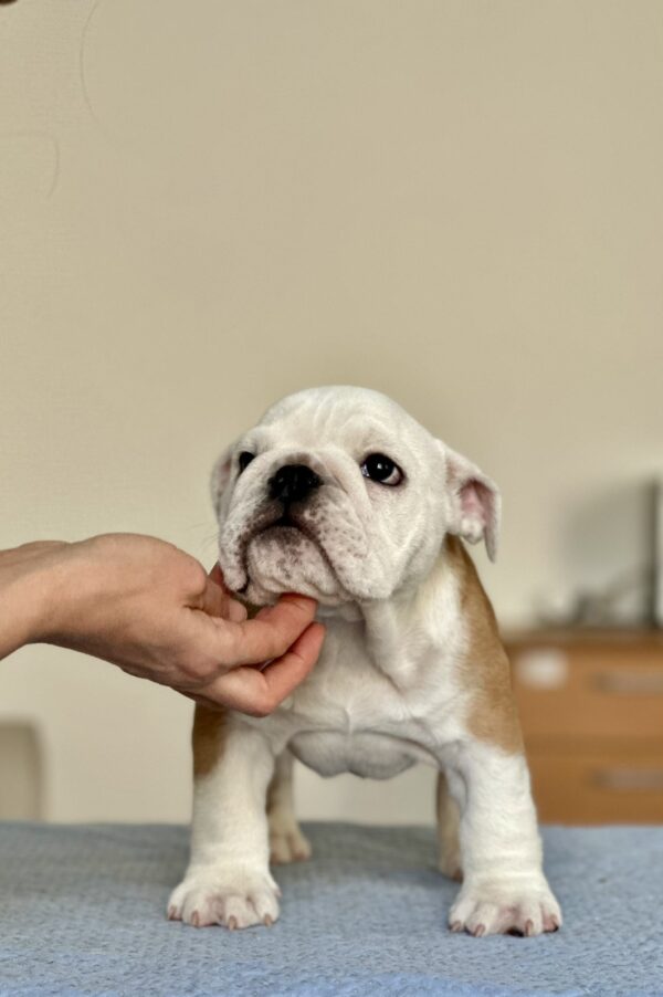 Bambino English Bulldog