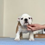 Barcelona English Bulldog