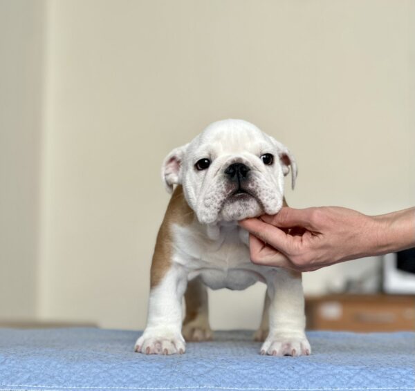Bambino English Bulldog