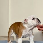 Bambino-male-english-bulldog-puppy-for-sale-1 (4)