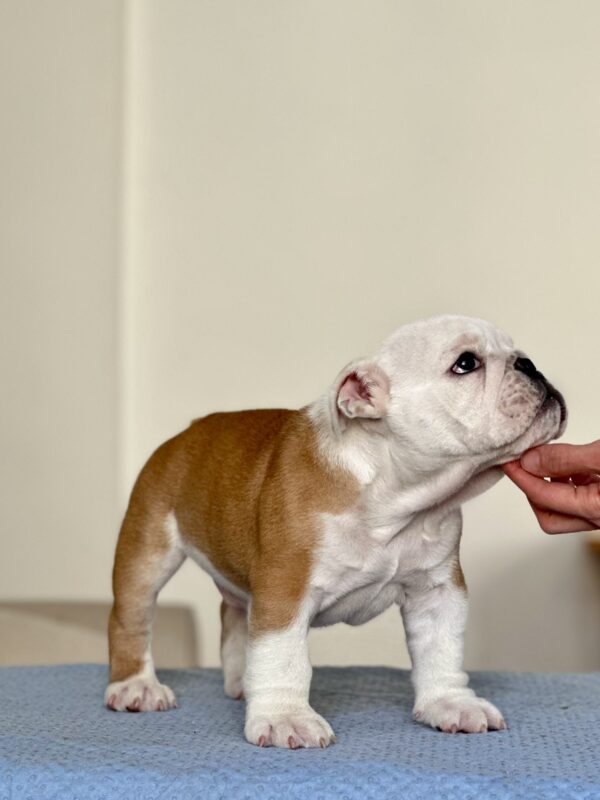 Bambino English Bulldog