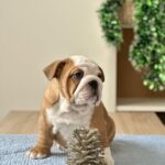 Barcelona-female-english-bulldog-puppy-for-sale-1 (1)