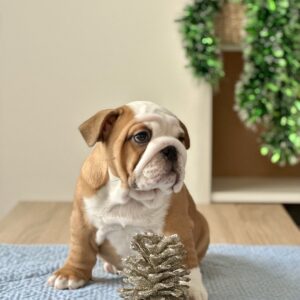 Barcelona English Bulldog Barcelona English Bulldog