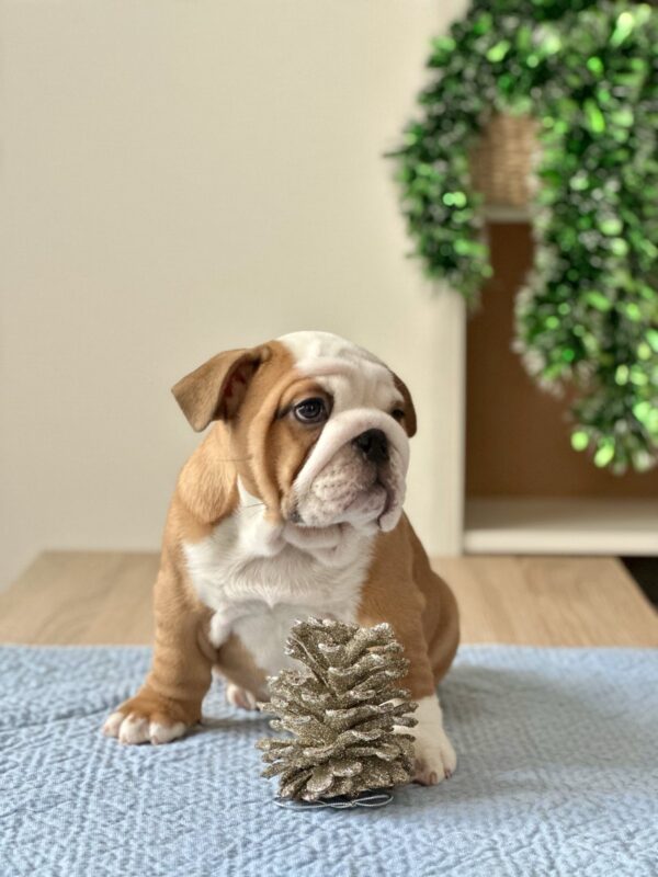 Barcelona English Bulldog