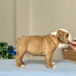 Barcelona-female-english-bulldog-puppy-for-sale-1 (2)