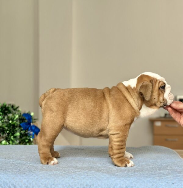 Barcelona English Bulldog