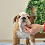 Barcelona-female-english-bulldog-puppy-for-sale-1 (4)