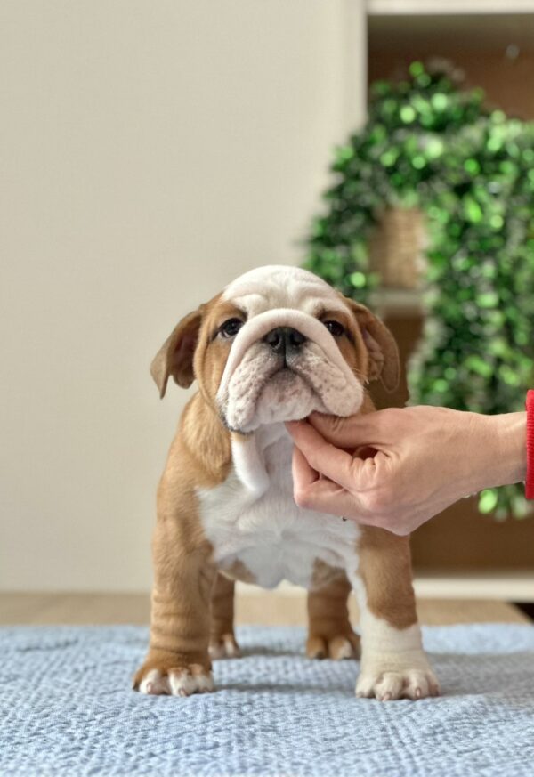 Barcelona English Bulldog