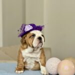 Barcelona-female-english-bulldog-puppy-for-sale-1 (5)