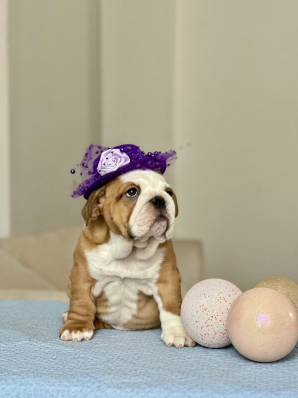 Barcelona English Bulldog