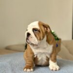 Barcelona-female-english-bulldog-puppy-for-sale-1 (6)