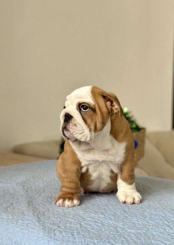 Barcelona English Bulldog