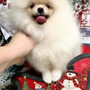 Barni Pomeranian