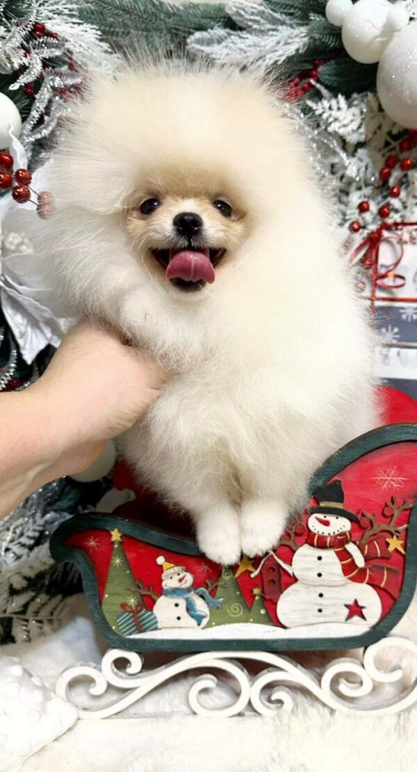 Barni Pomeranian Barni Pomeranian