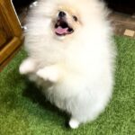 Barni-male-Pomeranian-puppy-for-sale-2