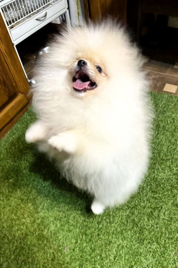 Barni Pomeranian Barni Pomeranian