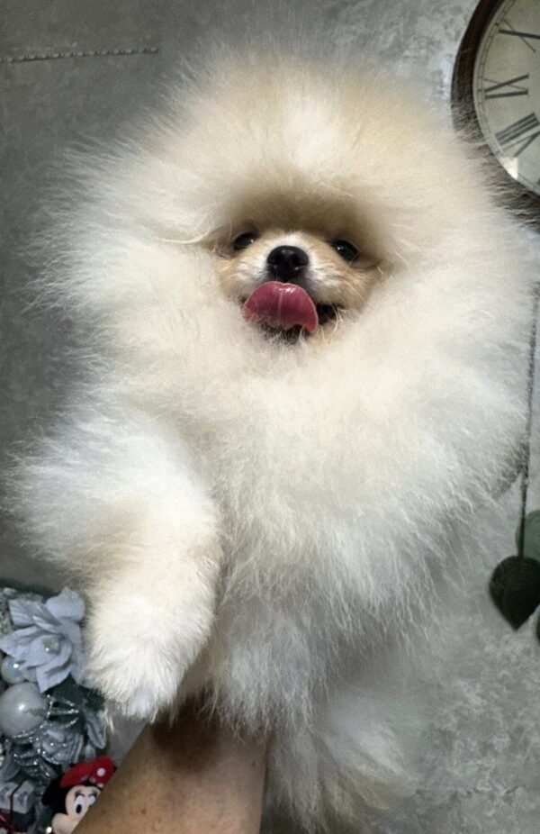 Barni Pomeranian Barni Pomeranian