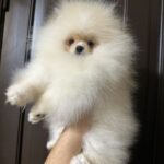 Barni-male-Pomeranian-puppy-for-sale-4