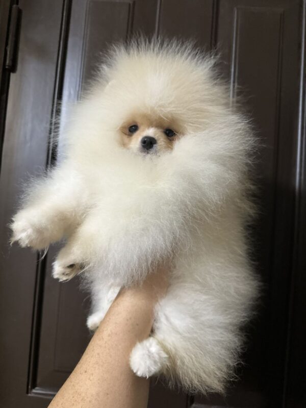 Barni Pomeranian Barni Pomeranian
