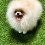 Barni-male-Pomeranian-puppy-for-sale-5