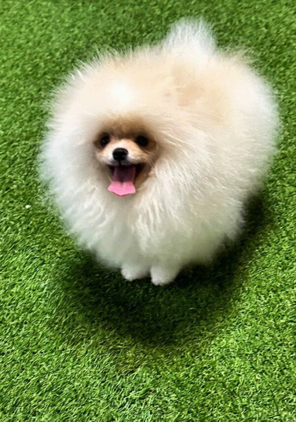 Barni Pomeranian Barni Pomeranian