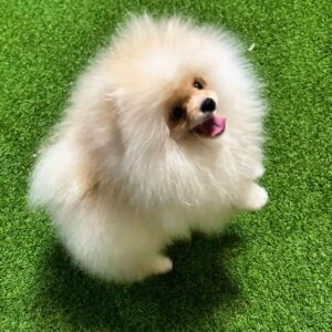 Barni Pomeranian